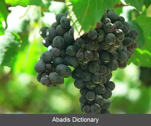 عکس محتوای فنولی در شراب