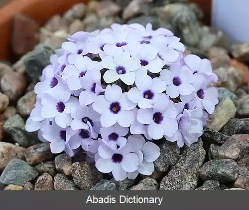 عکس عروس سنگ افغانی