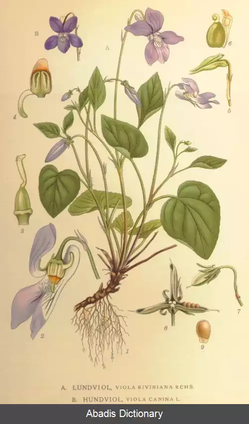 عکس بنفشه سگی معمولی