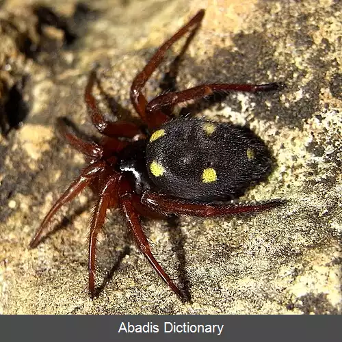 عکس عنکبوت های ستاره باف