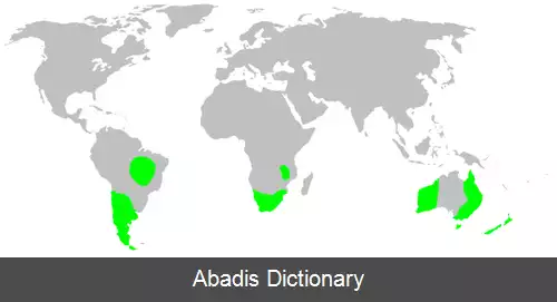 عکس عنکبوت های لولوی بزرگ