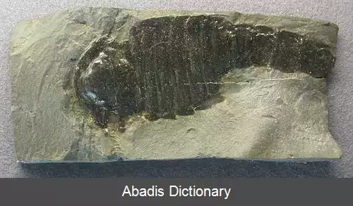عکس عقرب دریایی چشم پنهان