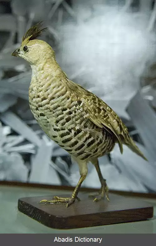 عکس بلدرچین نواری