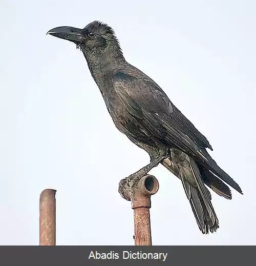 عکس کلاغ نوک بزرگ