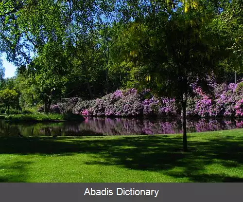 عکس رونیبه