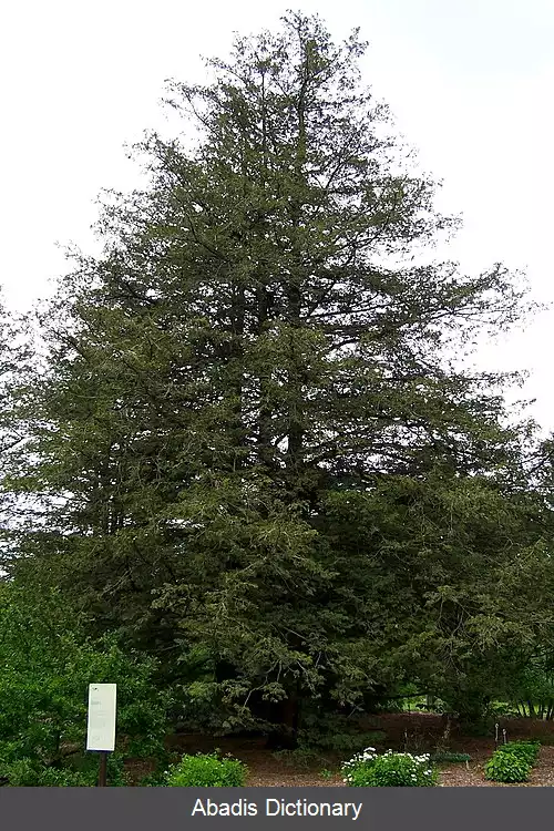 عکس سرو ریسمان سبز