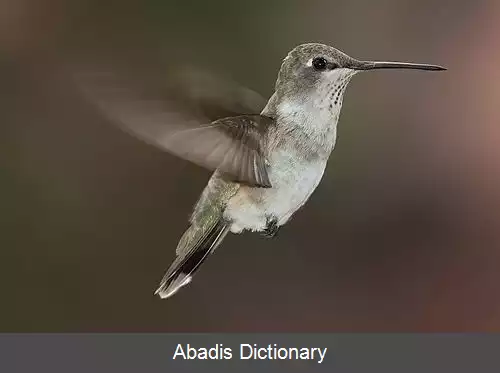 عکس مگس مرغ چانه سیاه