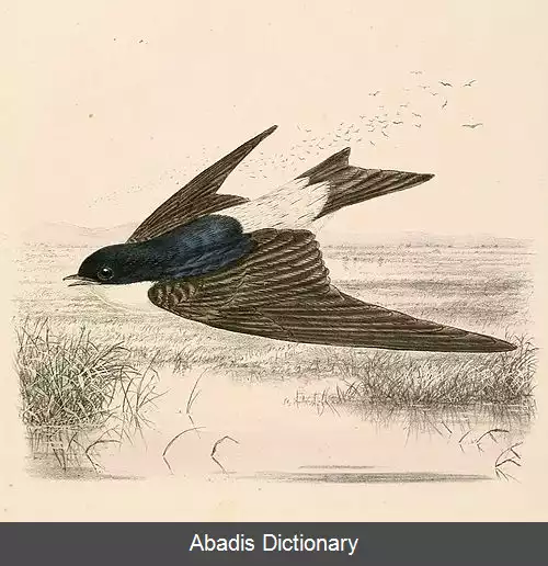 عکس چلچله خانگی سیبری