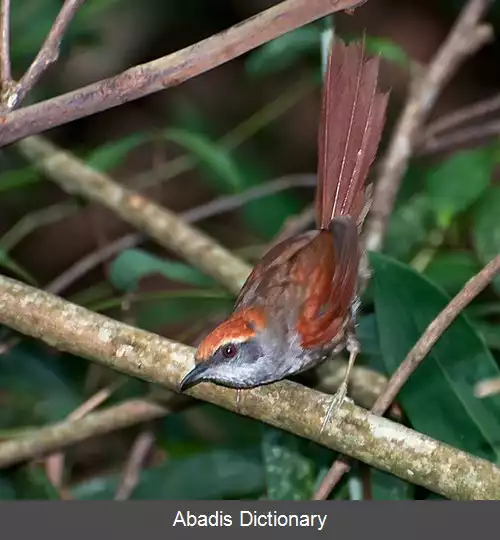 عکس دم تیزک های قهوه ای