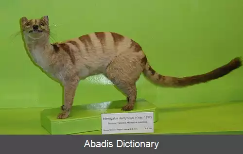 عکس زباد نخلی نواری