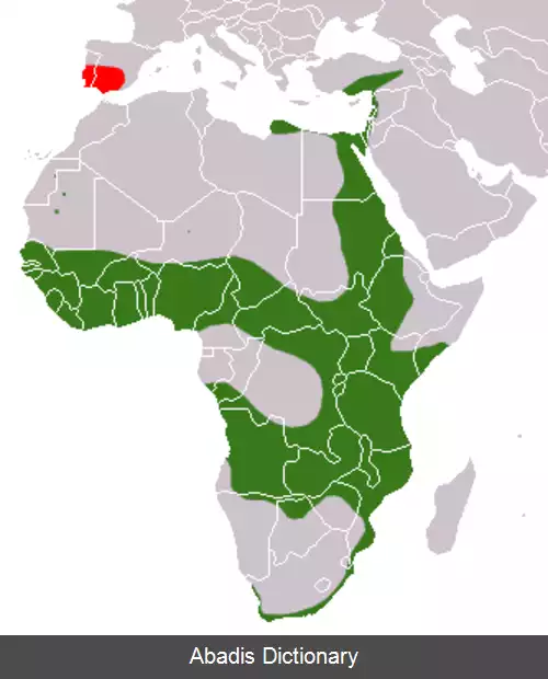 عکس خدنگ مصری