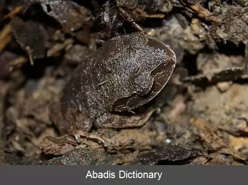 عکس قورباغه کوچک آسیایی