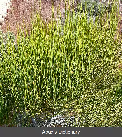 عکس ارمک سبز