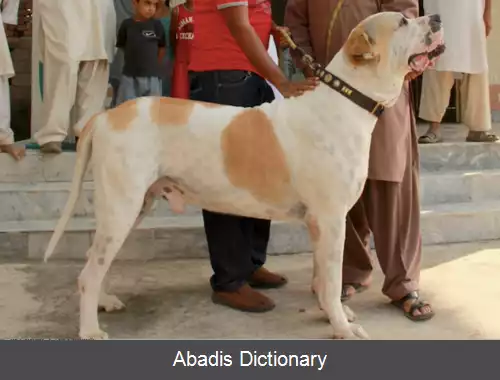 عکس بولی کوتا
