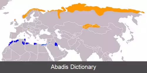 عکس سلیم اوراسیایی