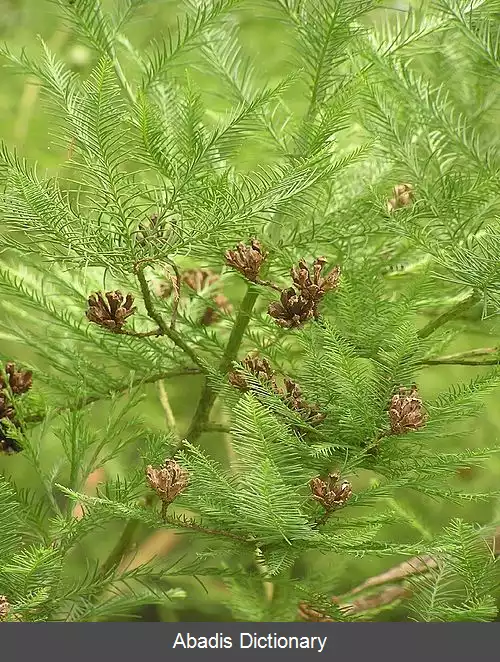 عکس سرو باتلاقی چینی