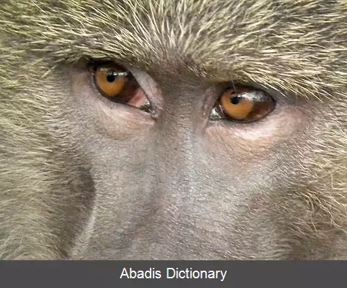 عکس فرگشت دید رنگی در نخستی ها