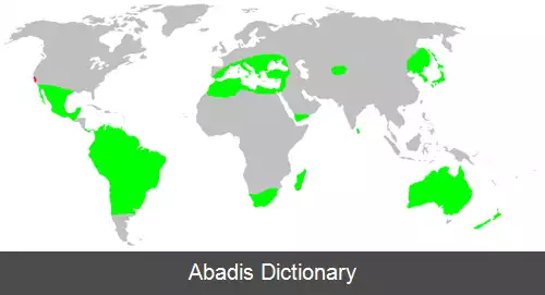 عکس عنکبوت های گرگی دروغین