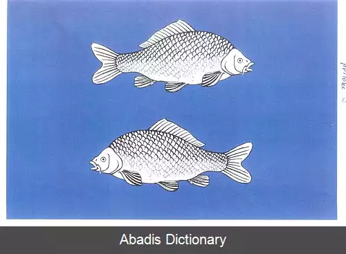 عکس ریبنه