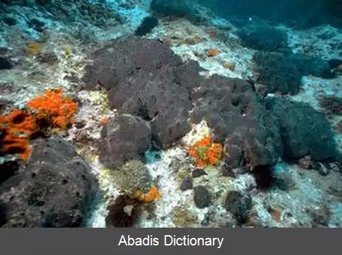 عکس اسفنج خاوری