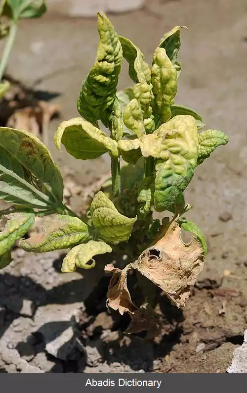 عکس بیماری ویروسی پیچیدگی برگ چغندر