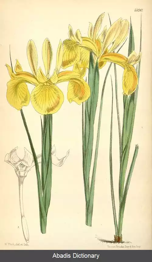 عکس زنبق سازویی