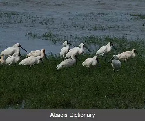 عکس کفچه نوک شاهی