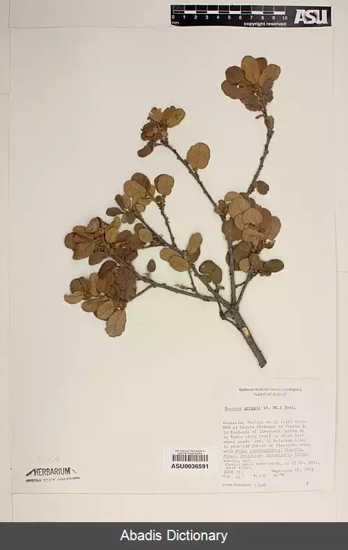 عکس بلوط گرگی