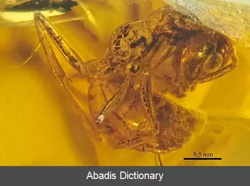 عکس فهرست زیرتیره های مورچه ها