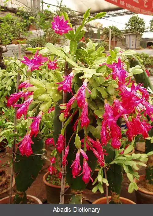 عکس کاکتوس کریسمس