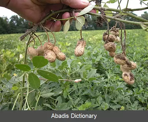 عکس سیستم جفت گیری آمیخته