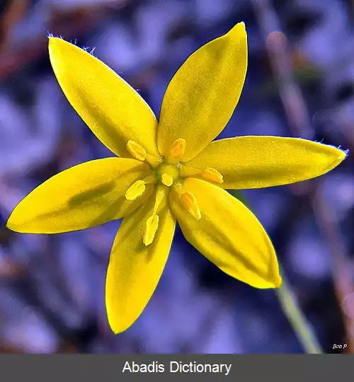 عکس زرداختر کاغذی