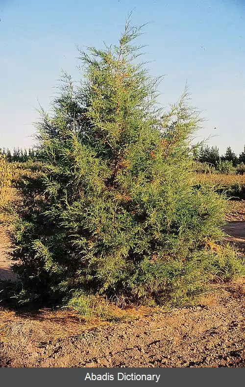عکس ارس کوه های راکی
