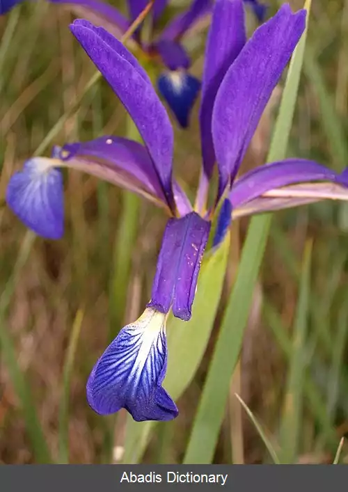 عکس زنبق دریاکنار