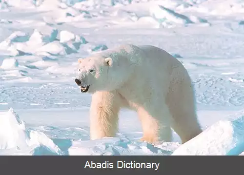 عکس خرس قطبی