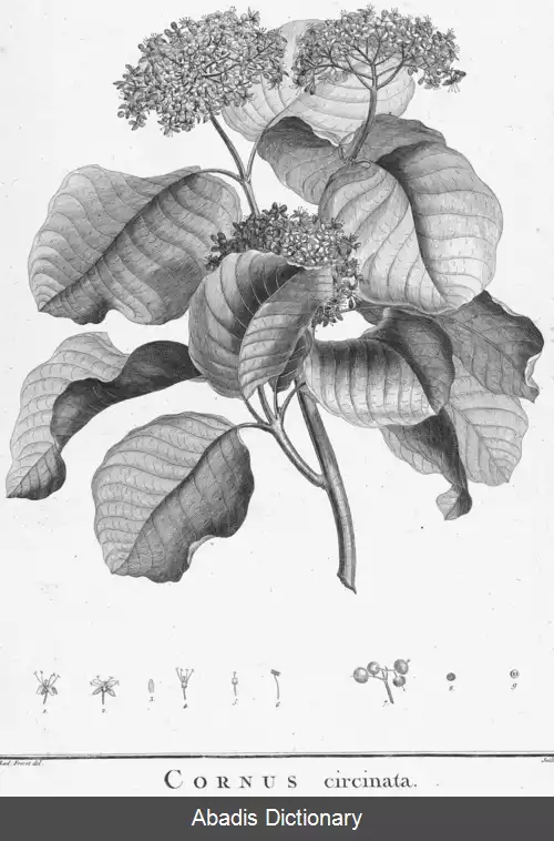 عکس زغال اخته گردبرگ