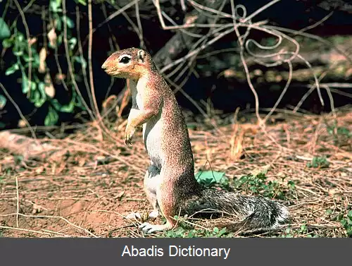 عکس خشکی سنجاب ها