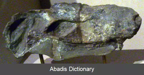 عکس اره کش آرواره