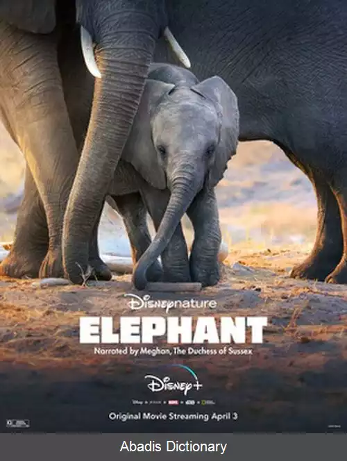 عکس فیل (فیلم ۲۰۲۰)