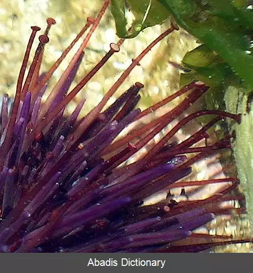 عکس توتیای دریایی