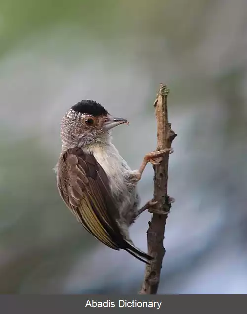 عکس دارشکنک سینه ساده