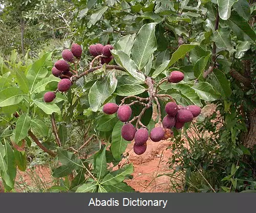 عکس کریزوبالاناسه