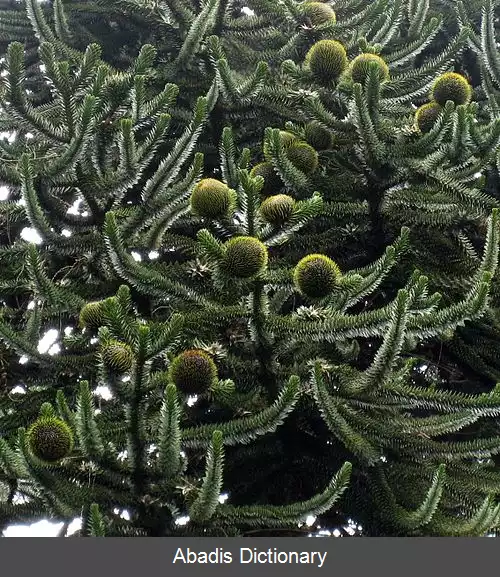 عکس سوسکچه های نخستین اکسیکورینینی