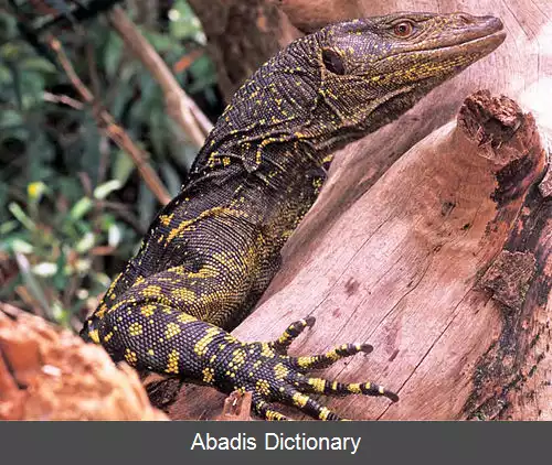 عکس بزمجه بیتاوا