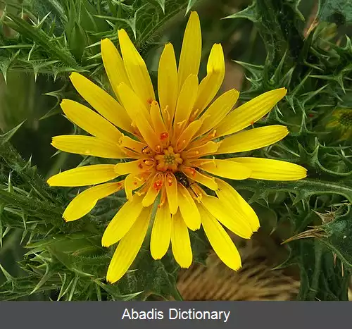 عکس کنگر طلایی
