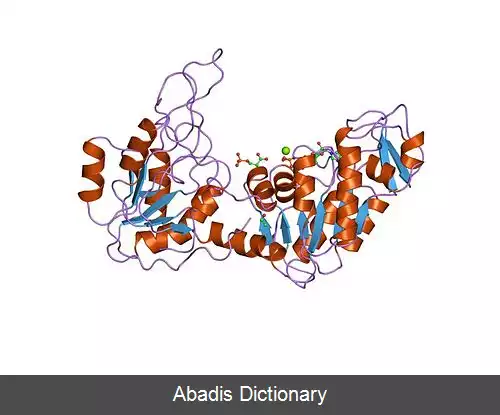 عکس فسفوگلیسرات کیناز