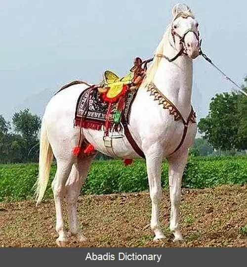 عکس اسب سیستانی