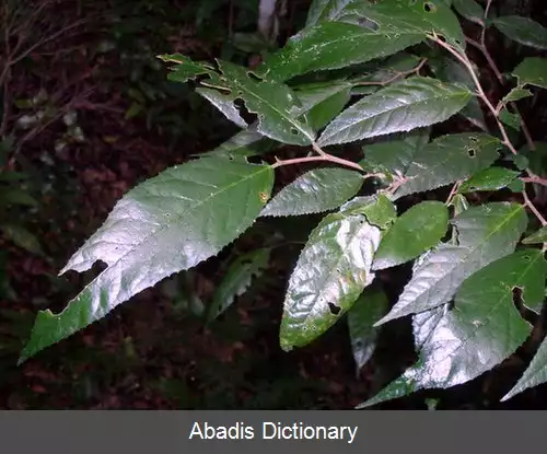 عکس استربلوس برونونیانوس