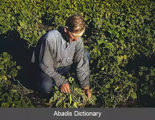 عکس زندگی خودکفا