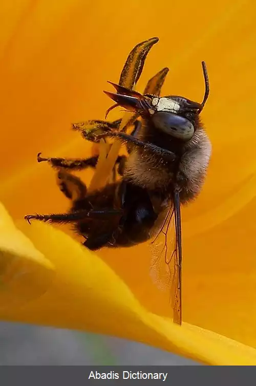 عکس زنبور درودگر خرمگسی